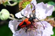 Stictoleptura cordigera