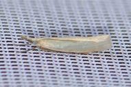 Crambus perlella