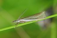 Crambus perlella