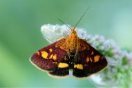 Pyrausta purpuralis