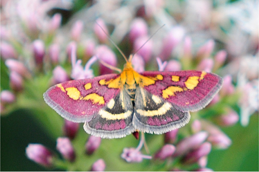 Pyrausta purpuralis