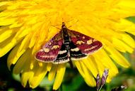 Pyrausta purpuralis