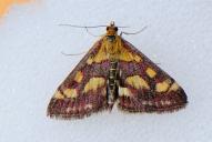 Pyrausta purpuralis