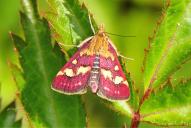 Pyrausta purpuralis