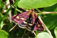 Pyrausta purpuralis