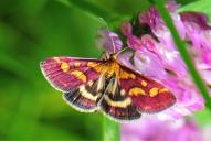 Pyrausta purpuralis