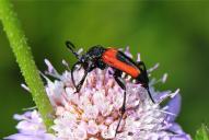 Stictoleptura cordigera