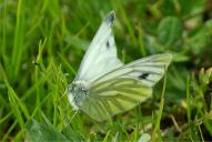 Pieris napi