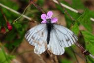Pieris napi