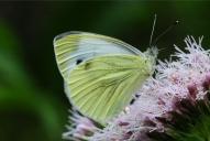 Pieris napi