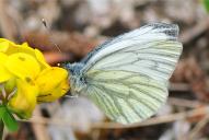 Pieris napi