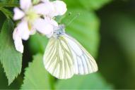 Pieris napi