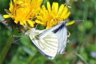Pieris napi
