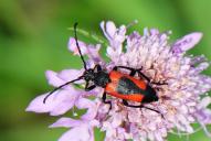 Stictoleptura cordigera