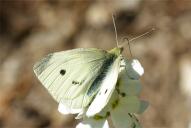 Pieris rapae