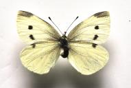 Pieris rapae