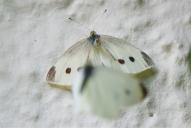 Pieris rapae