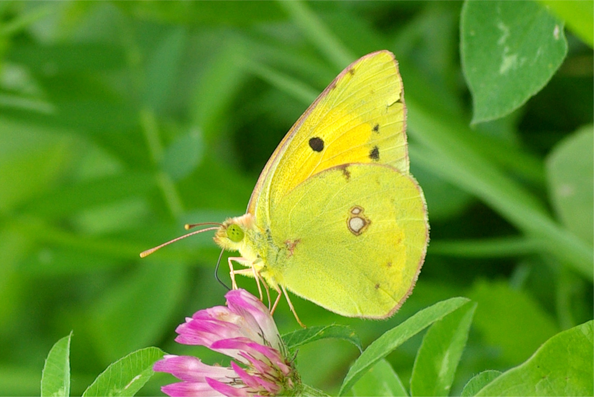 Colias croceus