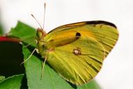 Colias croceus