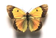 Colias croceus