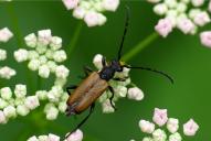 Paracorymbia maculicornis