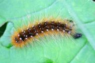 Arctia caja(mittleres Stadium)