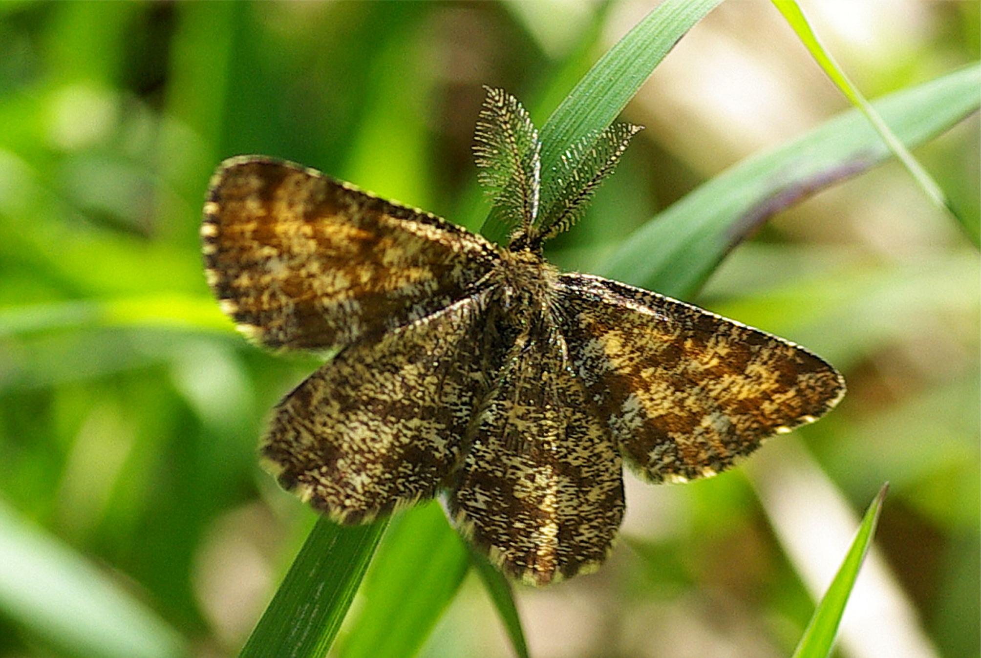 Ematurga atomaria