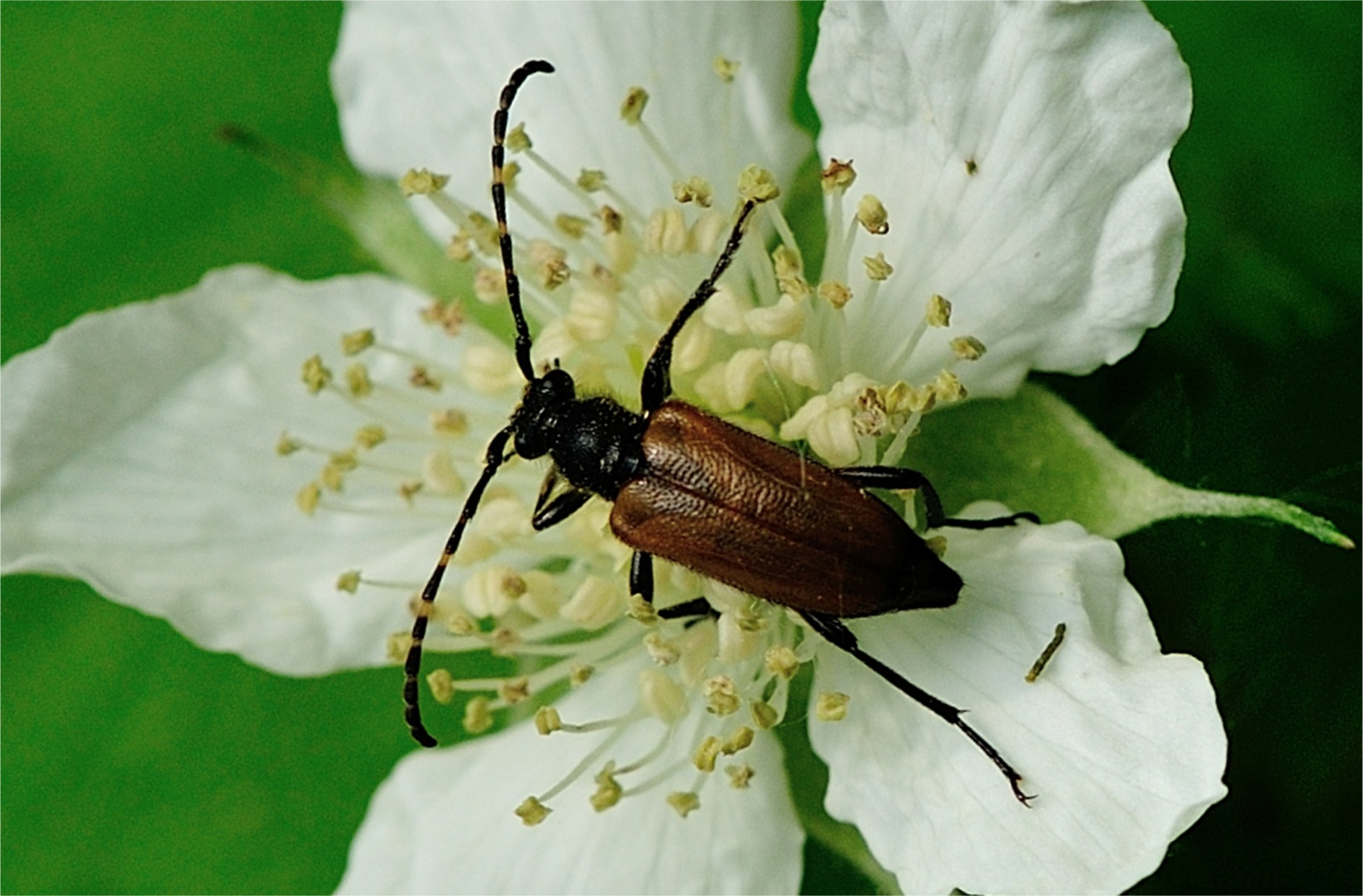 Paracorymbia maculicornis