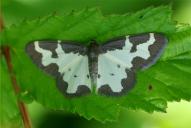 Lomaspilis marginata