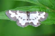 Lomaspilis marginata