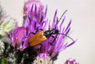 Paracorymbia maculicornis