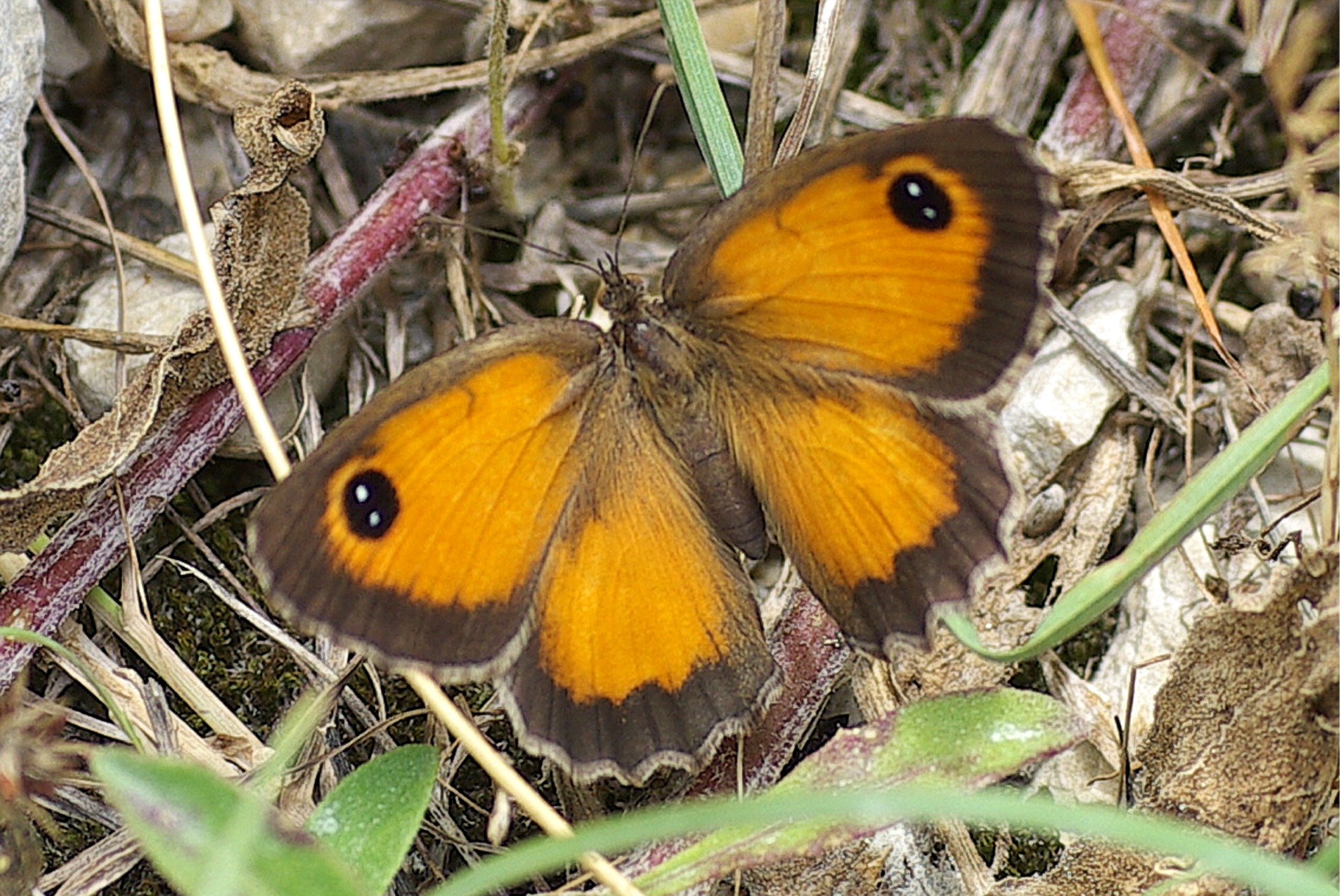 Pyronia cecilia