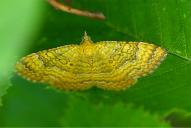 Camptogramma bilineata