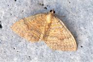 Camptogramma bilineata