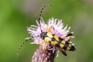 Rutpela (Leptura) maculata