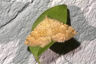 Camptogramma bilineata