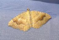 Camptogramma bilineata