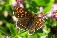 Melitaea diamina