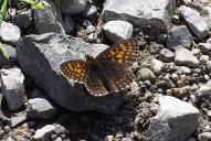 Melitaea diamina