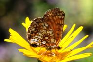 Melitaea diamina