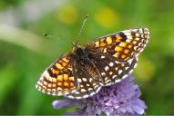 Melitaea diamina