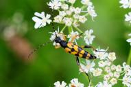 Rutpela (Leptura) maculata