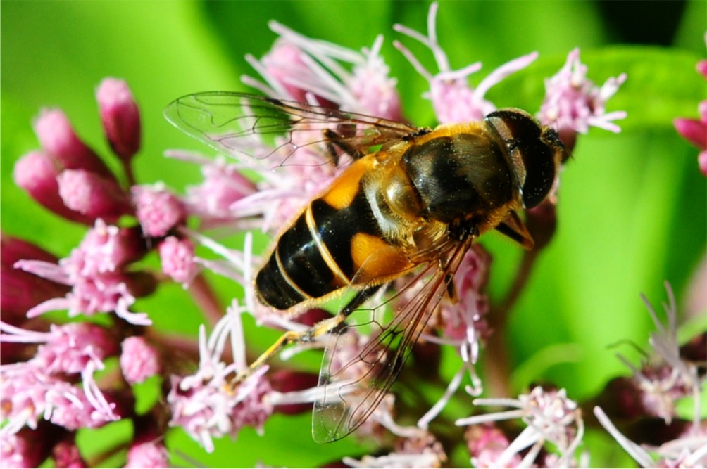 Eristalis pertinax(♂)