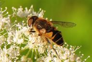 Eristalis pertinax(♂)