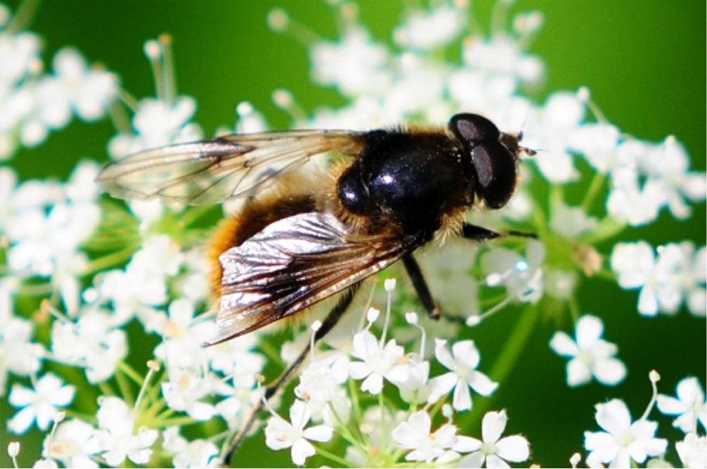 Cheilosia illustrata