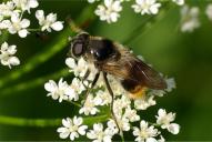 Cheilosia illustrata