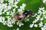Cheilosia illustrata
