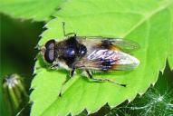 Cheilosia illustrata