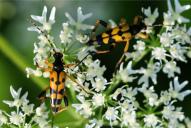 Rutpela (Leptura) maculata