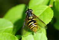 Chrysotoxum arcuatum